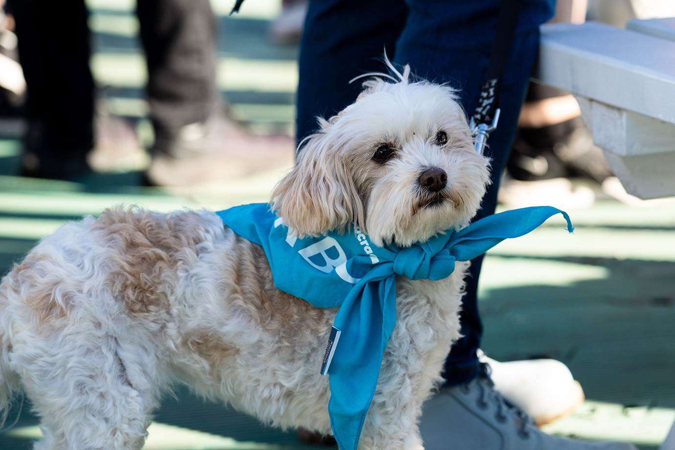 Photo of dog wearing a bandana at the 2022 Race for the Kids
