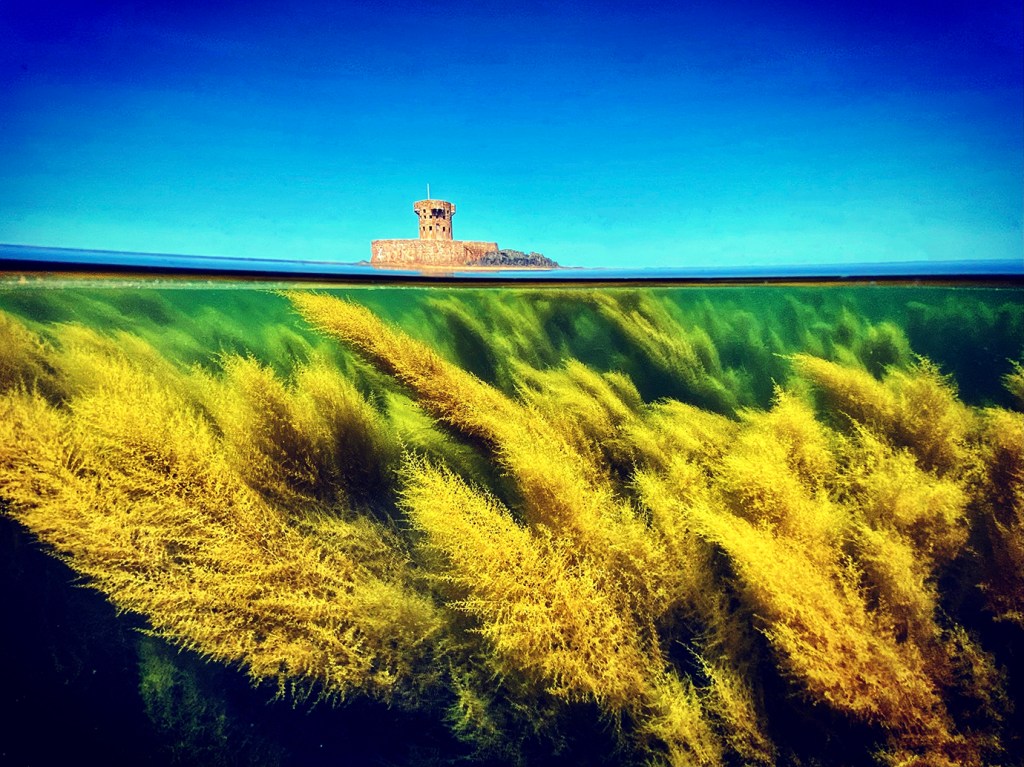 Wireweed, also known as "Sargassum muticum," in St. Ouens Bay off the coast of Jersey with Rocco Tower in the background. 