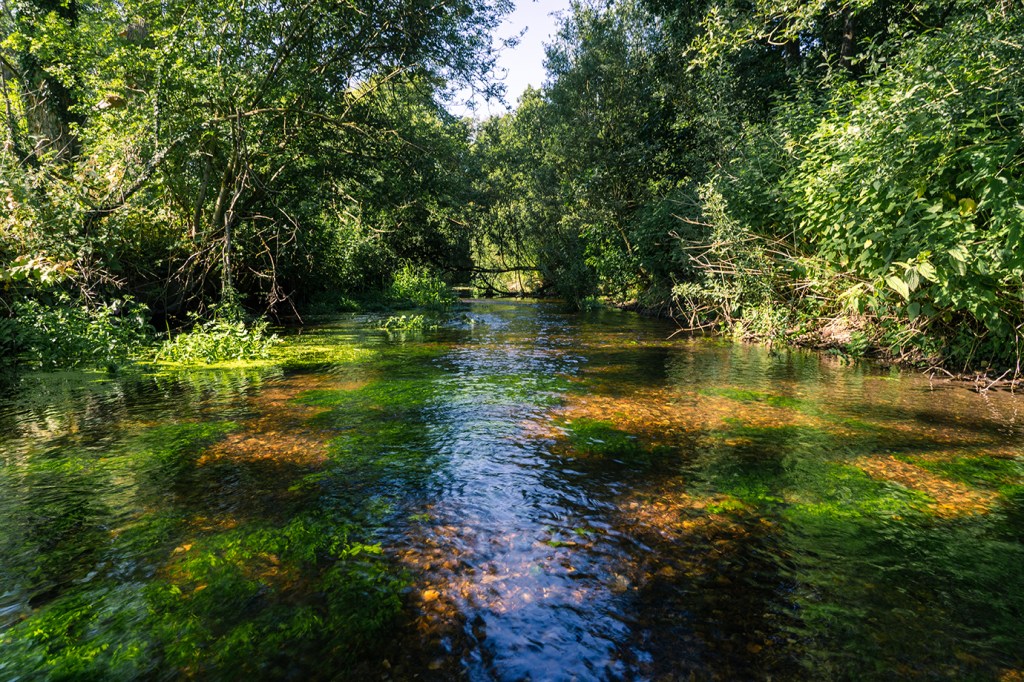 Lush green waterway in the Norfolk Broads. 