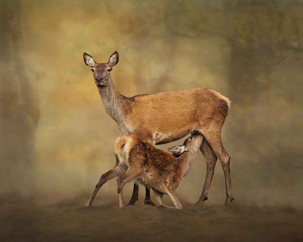 A female red deer (doe) stands upright on hazy, dimly lit ground, gazing directly at the camera with a calm, attentive expression. Beneath her, a small fawn leans in to nurse, its head tucked under the doe's belly. Both animals have warm, reddish-brown coats. The background is a softly blurred mix of golden and olive tones with faint tree shapes, giving the image a painterly, ethereal quality.