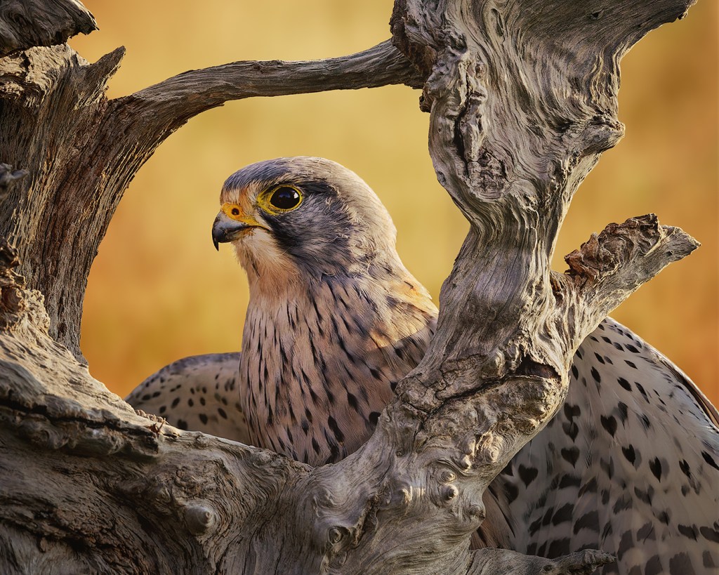 A common kestrel perched within the gnarled branches of a weathered driftwood frame, its blue-grey head, yellow eye-ring, and sharply hooked beak turned in profile toward the left. The bird's buff and spotted plumage is visible against the twisted, textured grey wood. The background is softly blurred in warm golden tones, suggesting autumn foliage.