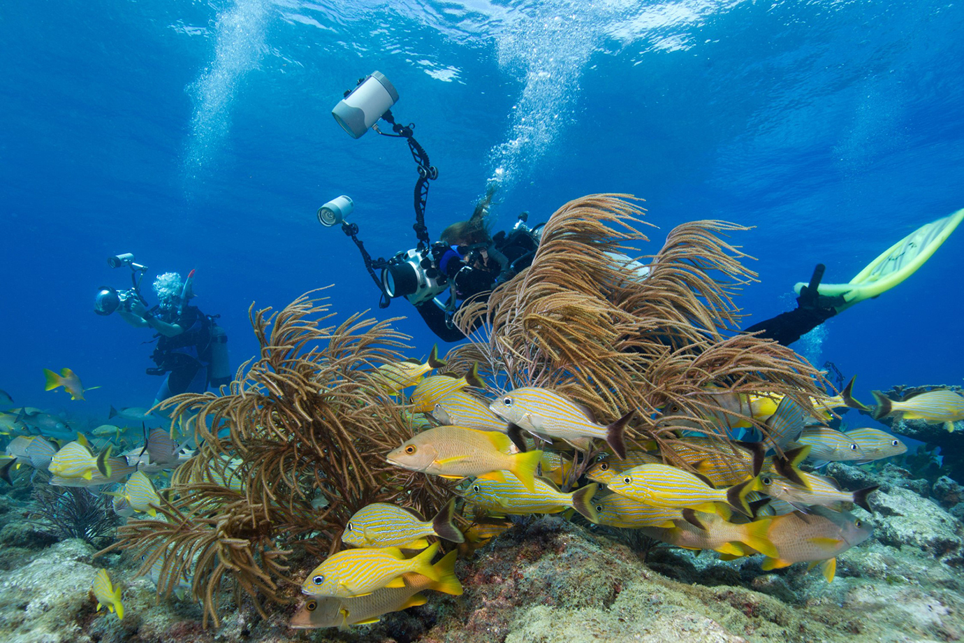 divers-photographing coral reefs