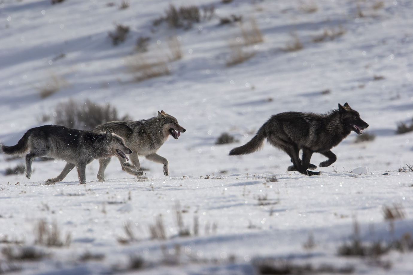 pack of wolves running in snow