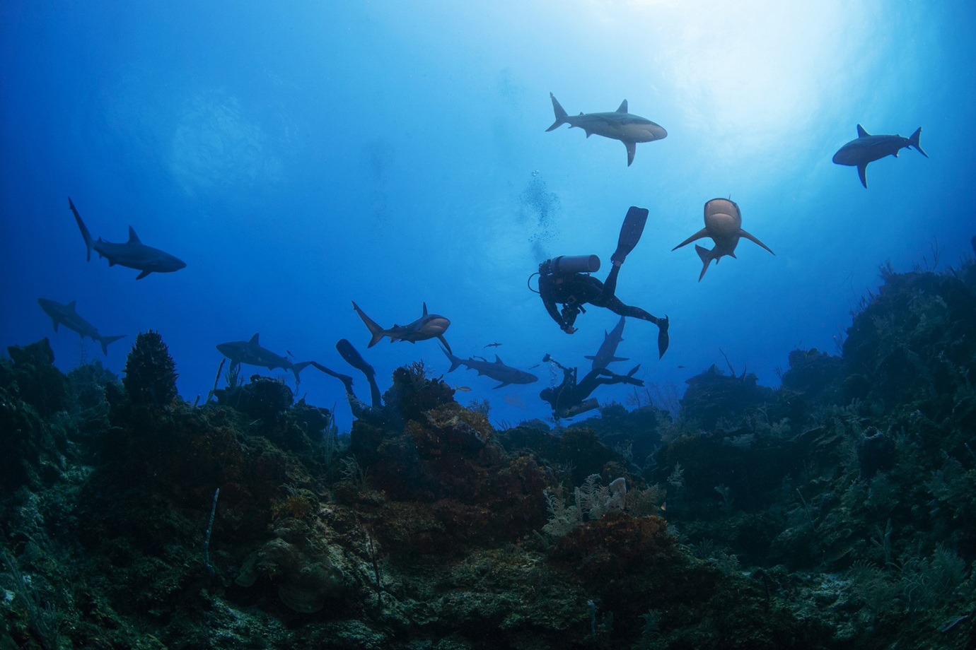 scuba divers with sharks