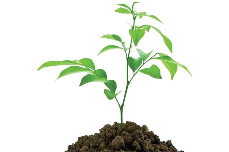 young plant in dirt mound