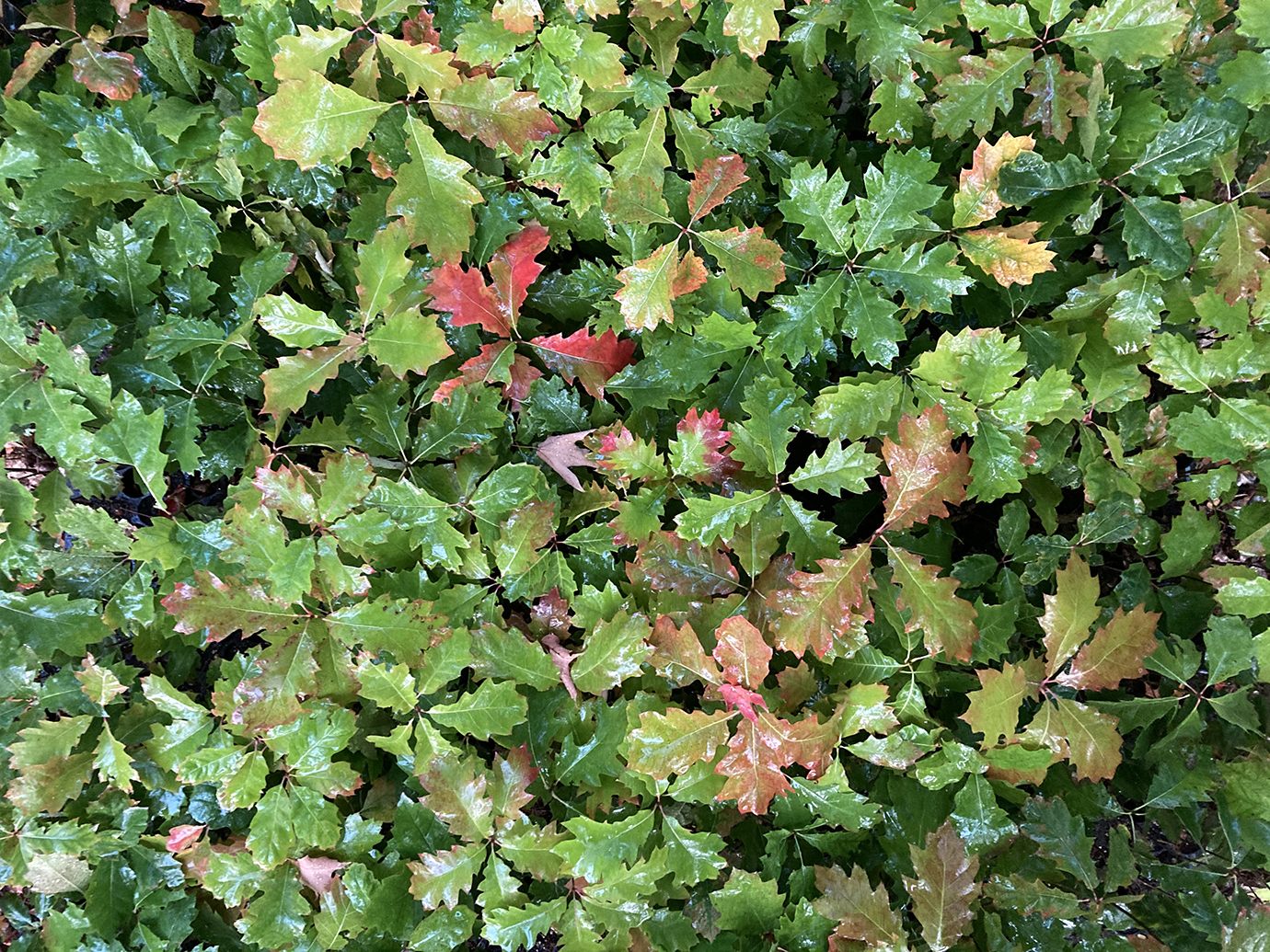 Tree sapling overhead view