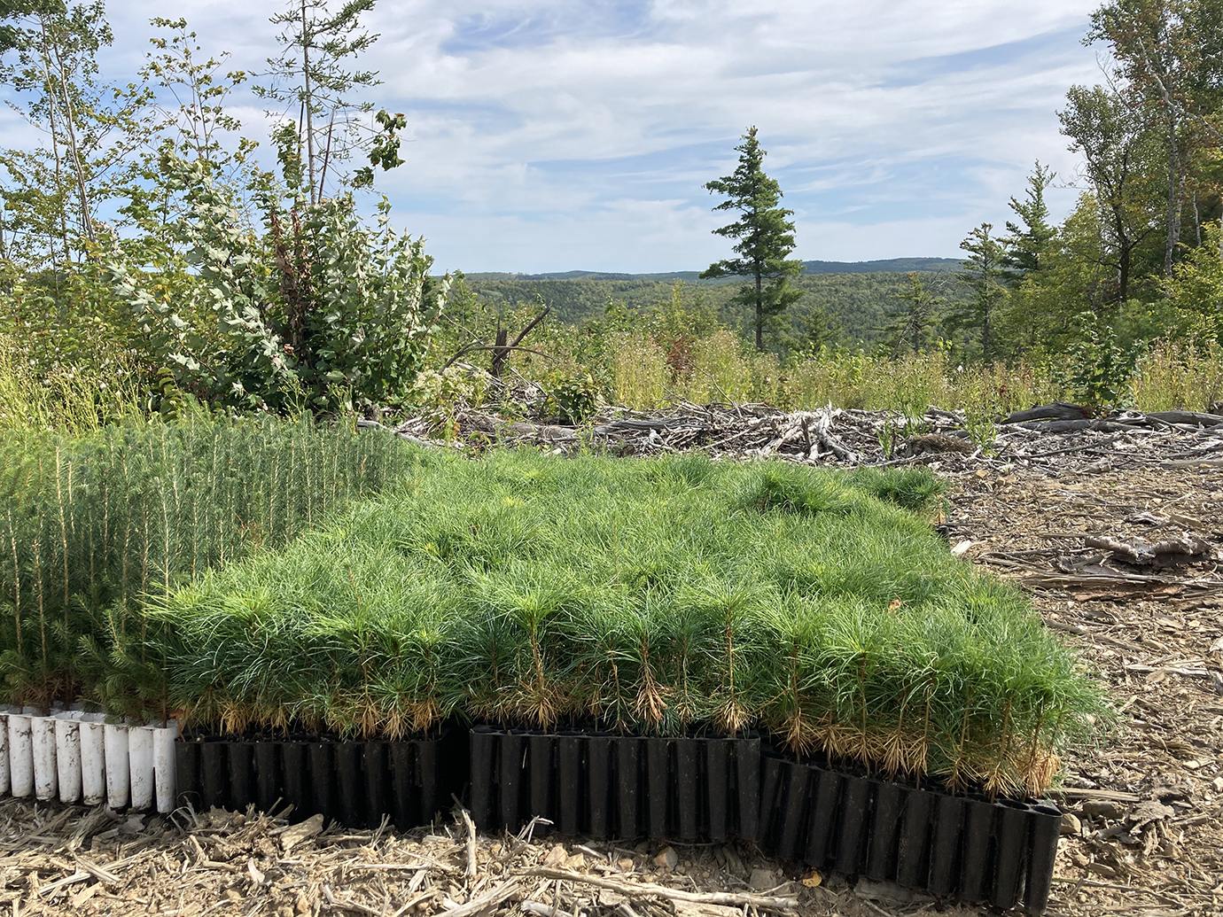 saplings ready to be planted