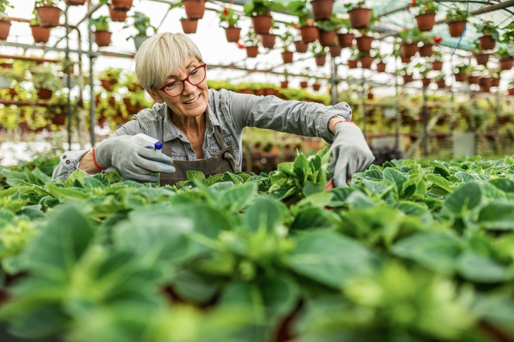 Une femme âgée aux cheveux blancs courts utilise un flacon pulvérisateur pour s’occuper des plantes en pot dans un centre de jardinage.